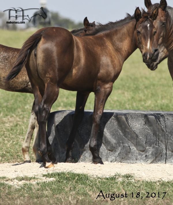 Miss Nad's 2017 Filly-DRIFTWOODS GRACE MA